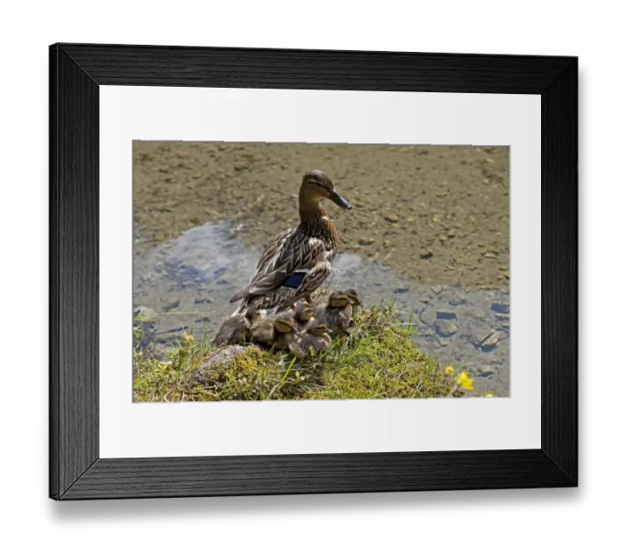 Framed Print : Duck with ducklings at Gruner See or Green Lake, Tragoss, Styria, Austria
