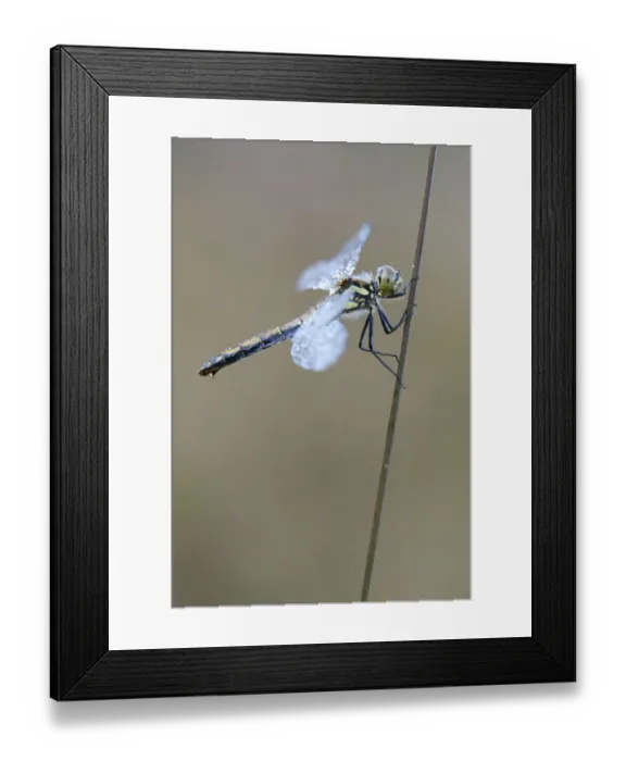 Framed Print : Black Meadowhawk or Black Darter -Sympetrum danae-, female, Emsland, Lower Saxony, Germany Framed Print : Black Meadowhawk or Black Darter -Sympetrum danae-, female, Emsland, Lower Saxony, Germany