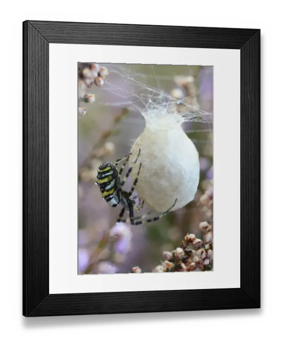 Framed Print : Wasp Spider or Orb-weaving Spider -Argiope bruennichi-, spinning a cocoon, Emsland, Lower Saxony, Germany Framed Print : Wasp Spider or Orb-weaving Spider -Argiope bruennichi-, spinning a cocoon, Emsland, Lower Saxony, Germany