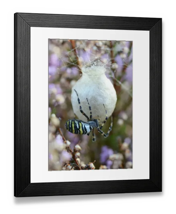 Framed Print : Wasp Spider or Orb-weaving Spider -Argiope bruennichi-, spinning a cocoon, Emsland, Lower Saxony, Germany