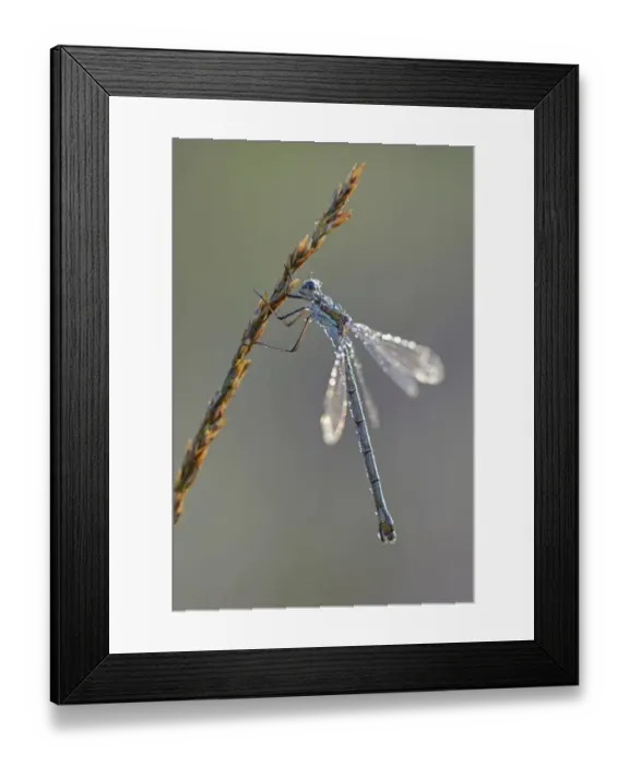 Framed Print : Common Emerald Damselfly -Lestes sponsa-, Emsland, Lower Saxony, Germany Framed Print : Common Emerald Damselfly -Lestes sponsa-, Emsland, Lower Saxony, Germany