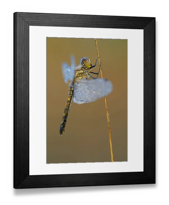 Framed Print : Black Meadowhawk or Black Darter -Sympetrum danae-, female, Emsland, Lower Saxony, Germany Framed Print : Black Meadowhawk or Black Darter -Sympetrum danae-, female, Emsland, Lower Saxony, Germany