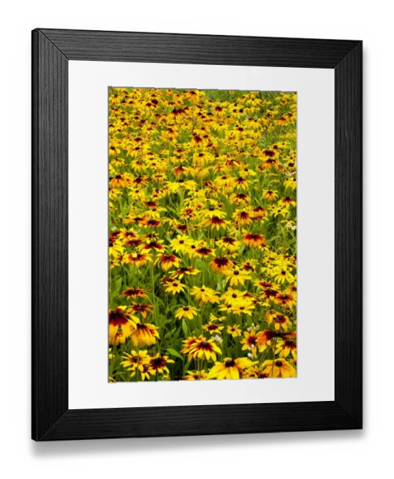 Framed Print : Orange Coneflowers -Rudbeckia fulgida-, Quebec, Canada Framed Print : Orange Coneflowers -Rudbeckia fulgida-, Quebec, Canada