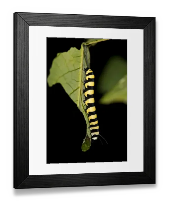 Framed Print : Larva of a glass wing butterfly -Methona spec. possibly Methona confusa-, Tambopata Nature Reserve, Madre de Dios region, Peru Framed Print : Larva of a glass wing butterfly -Methona spec. possibly Methona confusa-, Tambopata Nature Reserve, Madre de Dios region, Peru