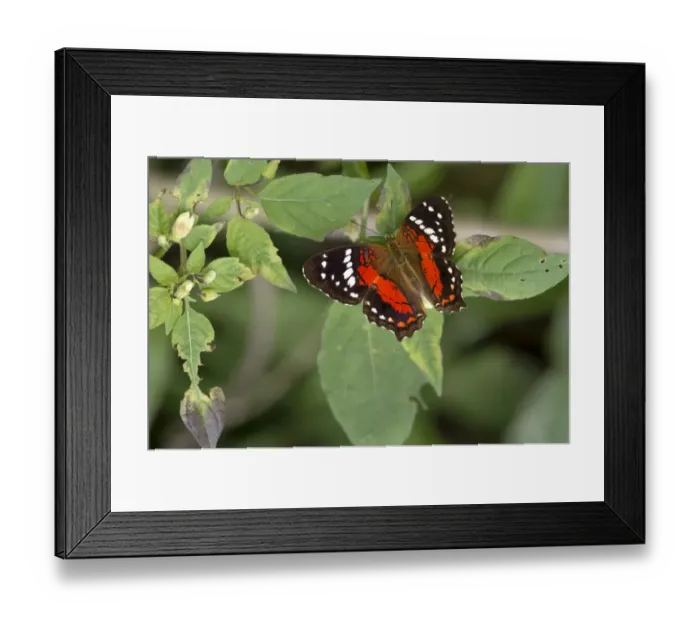 Framed Print : Tropical Nymphalidae Anartia amathea, Tambopata Nature Reserve, Madre de Dios region, Peru