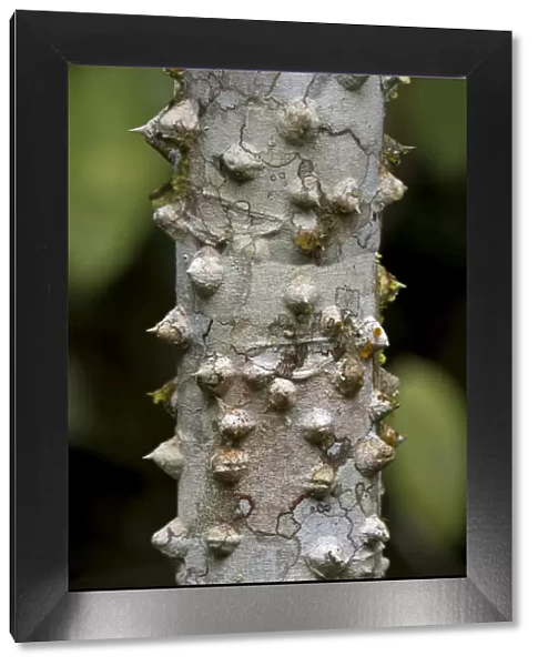 Thorny bark of the silk floss tree -Ceiba speciosa-, Tambopata Nature Reserve, Madre de Dios region, Peru