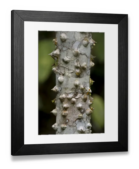 Framed Print : Thorny bark of the silk floss tree -Ceiba speciosa-, Tambopata Nature Reserve, Madre de Dios region, Peru
