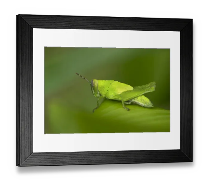 Framed Print : Katydid species -Tettigoniidae spec. -, male, Tambopata Nature Reserve, Madre de Dios region, Peru