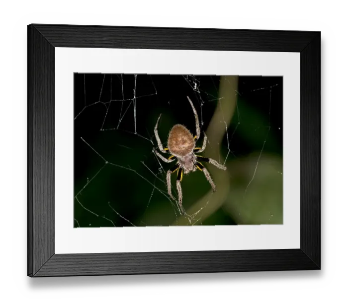 Framed Print : Orb weaver -Eriophora ravilla-, Tambopata Nature Reserve, Madre de Dios region, Peru Framed Print : Orb weaver -Eriophora ravilla-, Tambopata Nature Reserve, Madre de Dios region, Peru