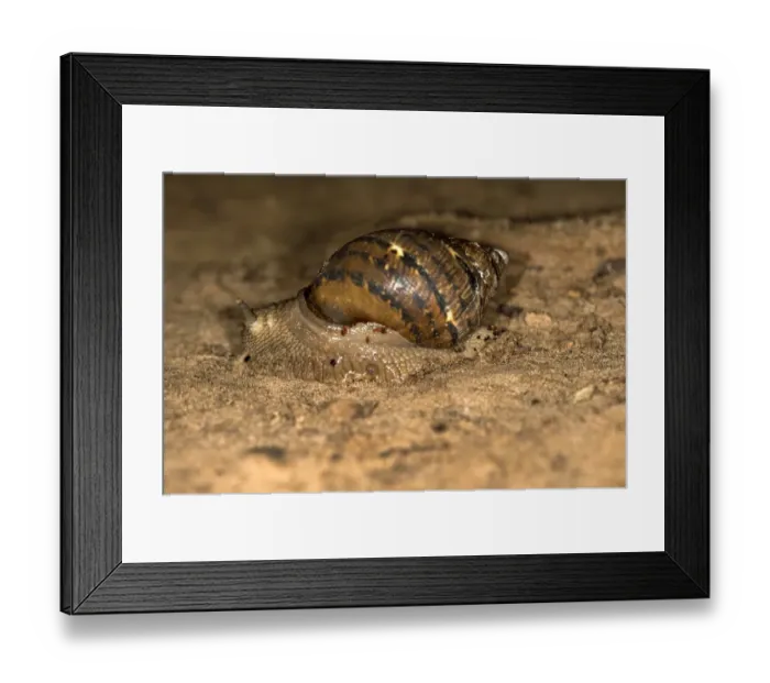 Framed Print : Terrestrial snail species -Pulmonata spec. -, Tambopata Nature Reserve, Madre de Dios region, Peru Framed Print : Terrestrial snail species -Pulmonata spec. -, Tambopata Nature Reserve, Madre de Dios region, Peru