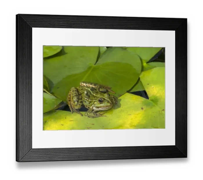 Framed Print : Edible Frog -Pelophylax esculentus- on a lily pad, Bavaria, Germany Framed Print : Edible Frog -Pelophylax esculentus- on a lily pad, Bavaria, Germany