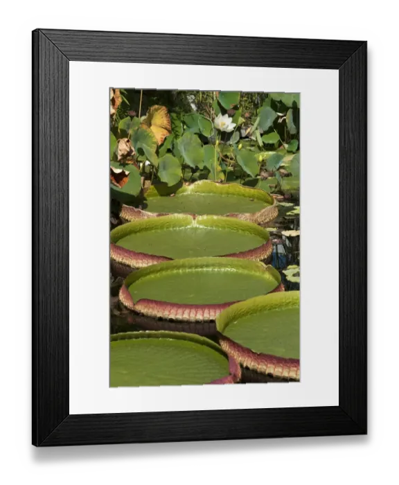 Framed Print : Giant leaves of the Santa Cruz Water Lily or Irupe -Victoria cruziana-, Lotus Flower -Nelumbo nucifera- at the back, Bavaria, Germany Framed Print : Giant leaves of the Santa Cruz Water Lily or Irupe -Victoria cruziana-, Lotus Flower -Nelumbo nucifera- at the back, Bavaria, Germany