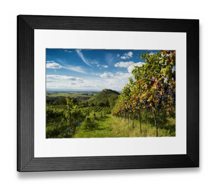 Framed Print : Vineyards and Staufen castle, behind the Rhine Valley, Staufen im Breisgau, Markgraflerland, Black Forest, Baden-Wurttemberg, Germany Framed Print : Vineyards and Staufen castle, behind the Rhine Valley, Staufen im Breisgau, Markgraflerland, Black Forest, Baden-Wurttemberg, Germany