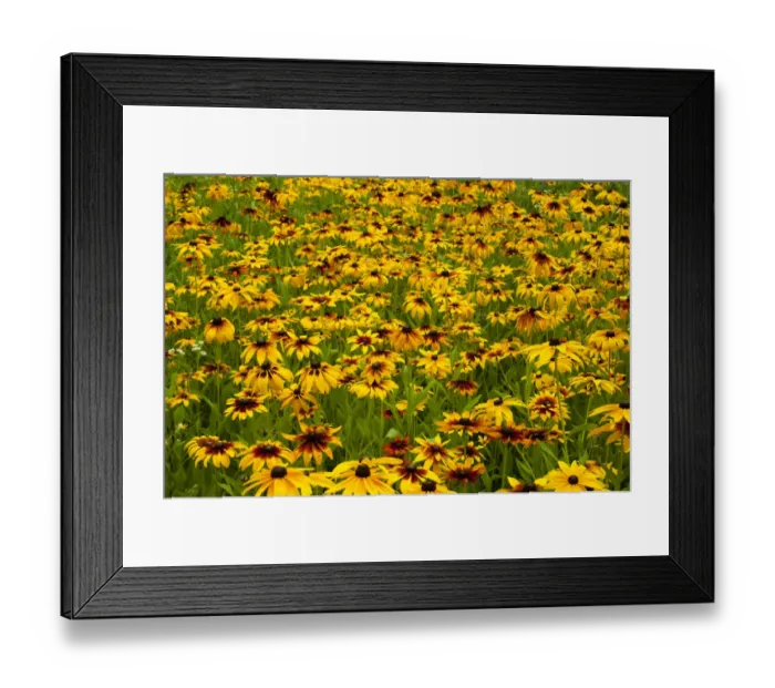 Framed Print : Orange Coneflowers -Rudbeckia fulgida-, Quebec, Canada Framed Print : Orange Coneflowers -Rudbeckia fulgida-, Quebec, Canada