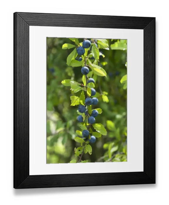 Framed Print : Ripe sloes -Prunus spinosa- on branch, Bavaria, Germany Framed Print : Ripe sloes -Prunus spinosa- on branch, Bavaria, Germany
