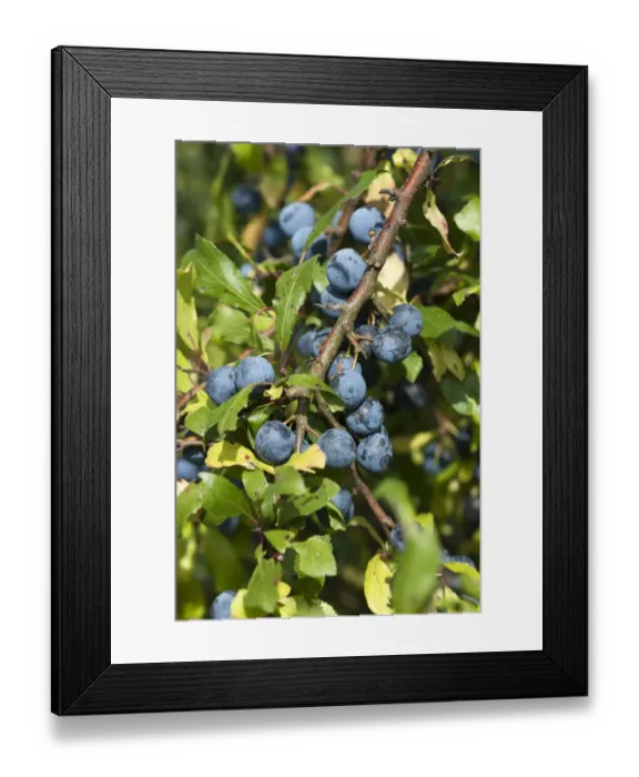 Framed Print : Ripe sloes -Prunus spinosa- on branch, Bavaria, Germany Framed Print : Ripe sloes -Prunus spinosa- on branch, Bavaria, Germany