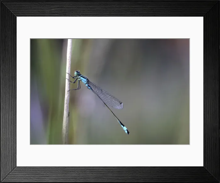 Framed Print : Blue-tailed Damselfly -Ischnura elegans-, male, Baden-Wurttemberg, Germany Framed Print : Blue-tailed Damselfly -Ischnura elegans-, male, Baden-Wurttemberg, Germany