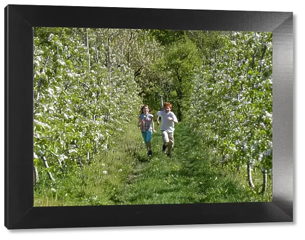 Two children running through rows of blooming apple trees, at Altenburg, Kaltern, South Tyrol, Italy