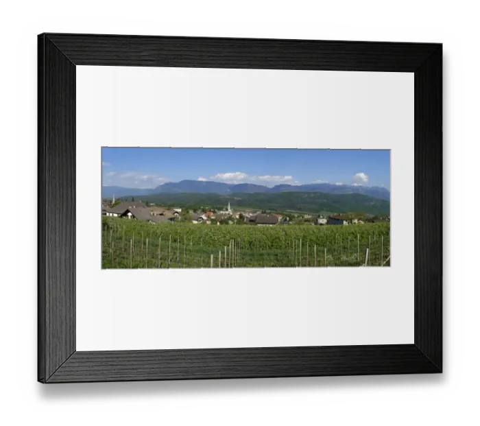 Framed Print : Vines, Kaltern, Wine Route, Province of South Tyrol, Italy Framed Print : Vines, Kaltern, Wine Route, Province of South Tyrol, Italy
