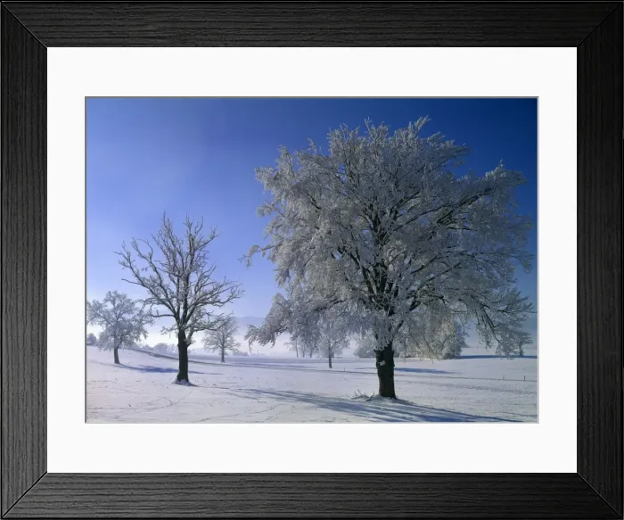Framed Print : Hoarfrost in Murnau Moor, Murnau, Upper Bavaria, Bavaria, Germany Framed Print : Hoarfrost in Murnau Moor, Murnau, Upper Bavaria, Bavaria, Germany