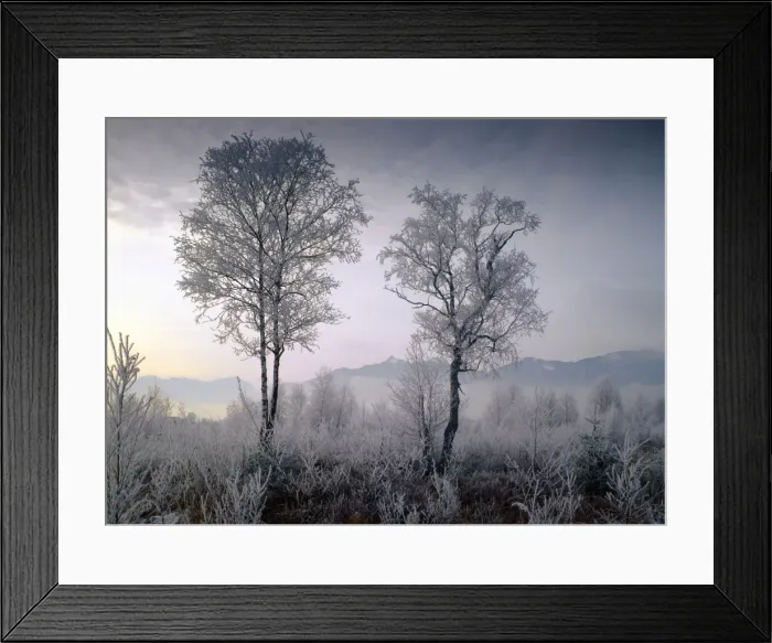 Framed Print : Hoarfrost in Murnau Moor, in front of Ettaler Mandl, Upper Bavaria, Bavaria, Germany Framed Print : Hoarfrost in Murnau Moor, in front of Ettaler Mandl, Upper Bavaria, Bavaria, Germany