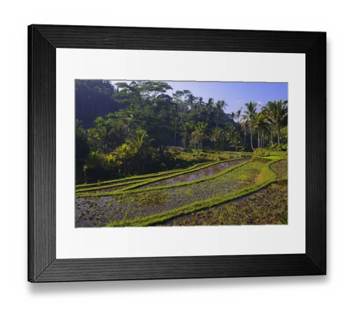 Framed Print : Rice terraces at Pura Gunung Kawi Temple, Bali, Indonesia Framed Print : Rice terraces at Pura Gunung Kawi Temple, Bali, Indonesia