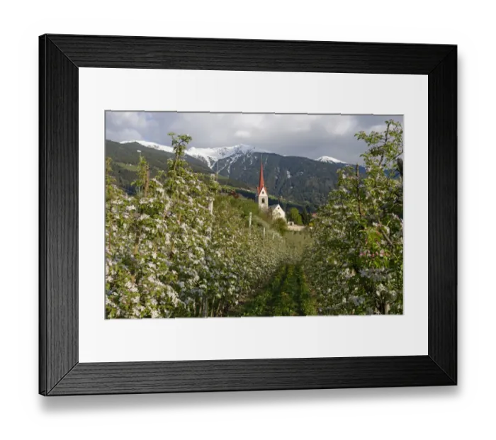 Framed Print : Apple orchard, behind the Plose, Eisacktal, Elvas, Brixen, Province of South Tyrol, Italy Framed Print : Apple orchard, behind the Plose, Eisacktal, Elvas, Brixen, Province of South Tyrol, Italy