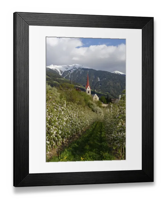 Framed Print : Apple orchard, behind the Plose, Eisacktal, Elvas, Brixen, Province of South Tyrol, Italy Framed Print : Apple orchard, behind the Plose, Eisacktal, Elvas, Brixen, Province of South Tyrol, Italy