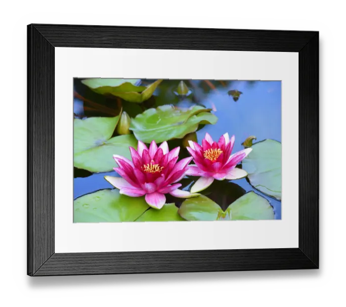 Framed Print : Water Lilies -Nymphaea-, Baden-Wurttemberg, Germany Framed Print : Water Lilies -Nymphaea-, Baden-Wurttemberg, Germany