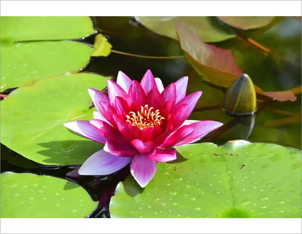 Water Lily -Nymphaea-, Baden-Wurttemberg, Germany