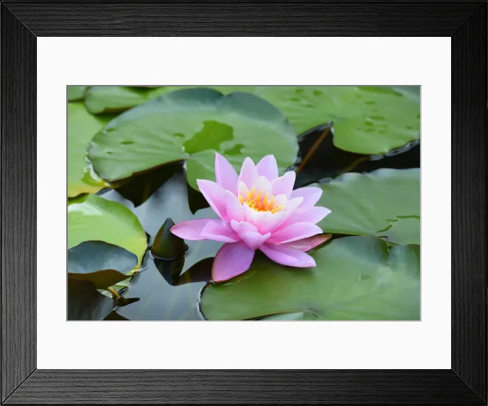 Framed Print : Water Lily -Nymphaea-, Baden-Wurttemberg, Germany Framed Print : Water Lily -Nymphaea-, Baden-Wurttemberg, Germany
