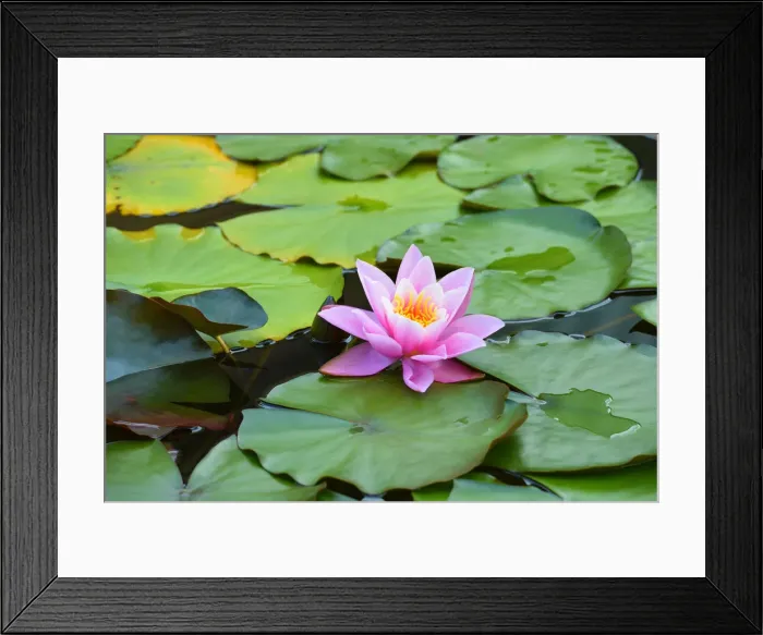 Framed Print : Water Lily -Nymphaea-, Baden-Wurttemberg, Germany Framed Print : Water Lily -Nymphaea-, Baden-Wurttemberg, Germany