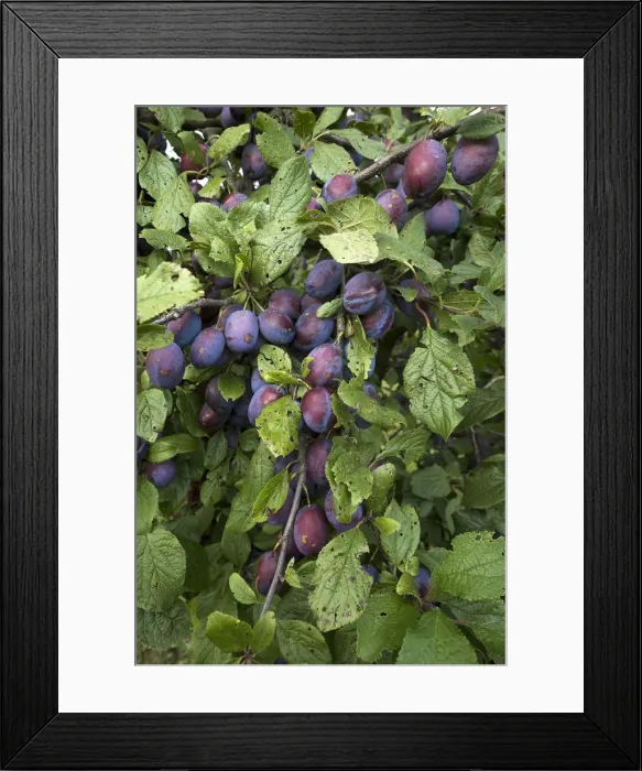 Framed Print : Ripe plums -Prunus domestica subsp. domestica- on branch, Bavaria, Germany Framed Print : Ripe plums -Prunus domestica subsp. domestica- on branch, Bavaria, Germany