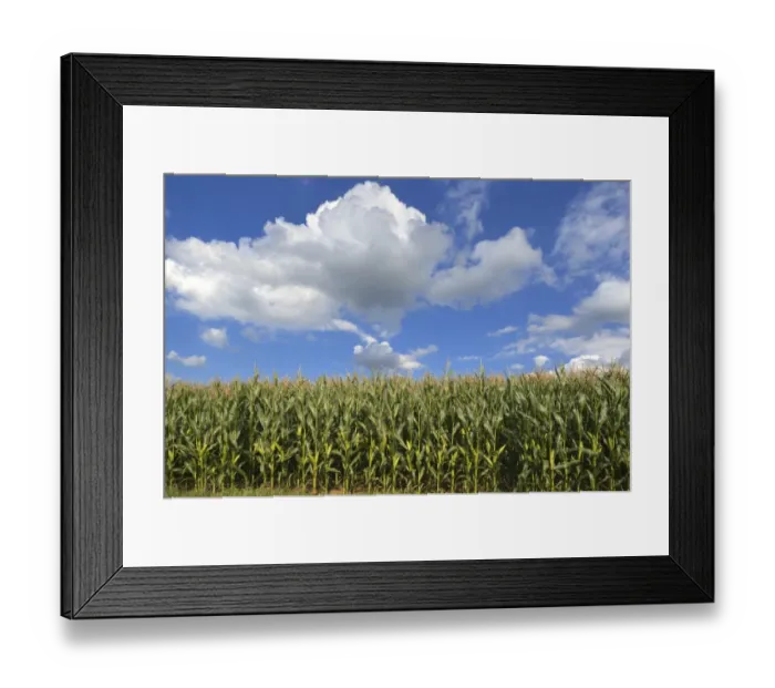 Framed Print : Cornfield -Zea mays subsp. mays- with cloudy sky, Karsberg, Upper Franconia, Bavaria, Germany Framed Print : Cornfield -Zea mays subsp. mays- with cloudy sky, Karsberg, Upper Franconia, Bavaria, Germany