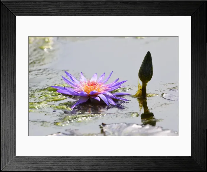 Framed Print : Blue Star Water Lily -Nymphaea stellata-, Baden-Wurttemberg, Germany Framed Print : Blue Star Water Lily -Nymphaea stellata-, Baden-Wurttemberg, Germany