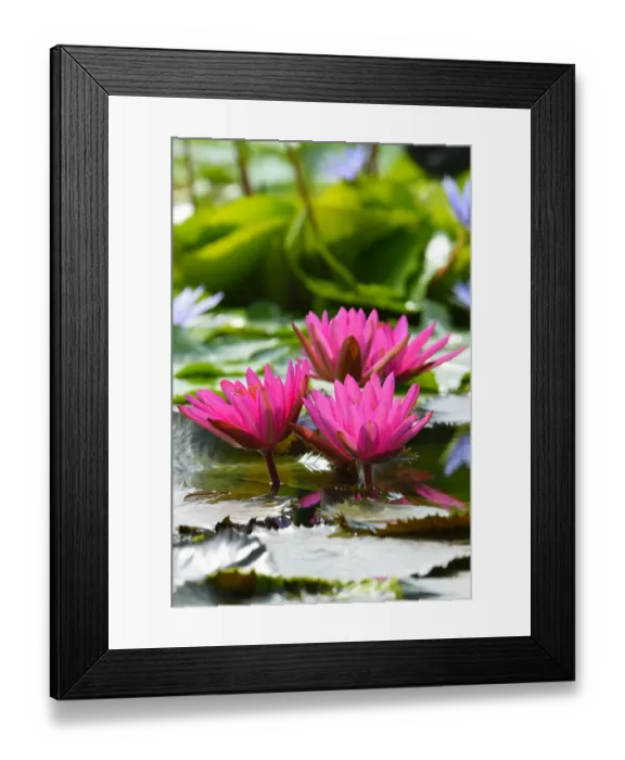 Framed Print : Water Lilies -Nymphaea-, Baden-Wurttemberg, Germany Framed Print : Water Lilies -Nymphaea-, Baden-Wurttemberg, Germany