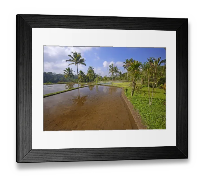 Framed Print : Rice terraces at Pura Gunung Kawi Temple, Bali, Indonesia Framed Print : Rice terraces at Pura Gunung Kawi Temple, Bali, Indonesia