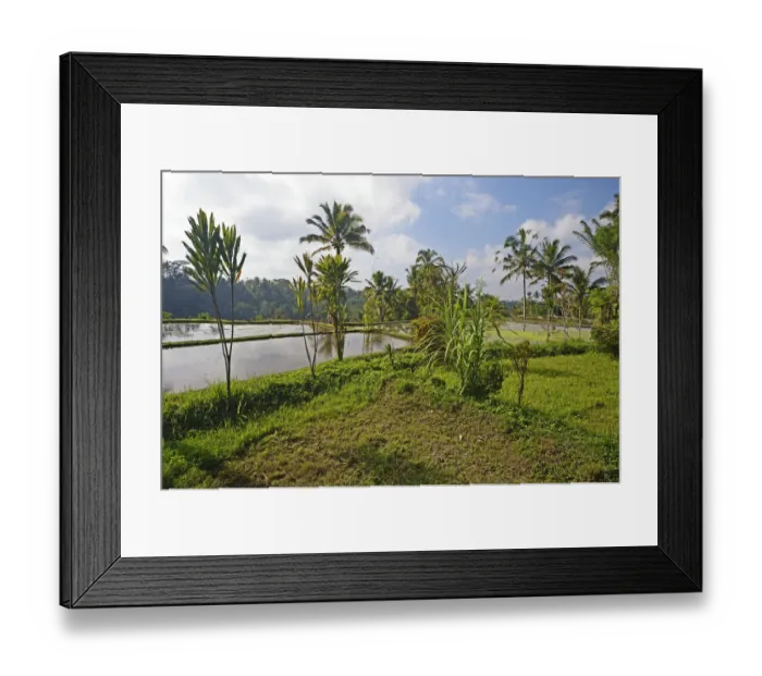 Framed Print : Rice terraces at Pura Gunung Kawi Temple, Bali, Indonesia Framed Print : Rice terraces at Pura Gunung Kawi Temple, Bali, Indonesia