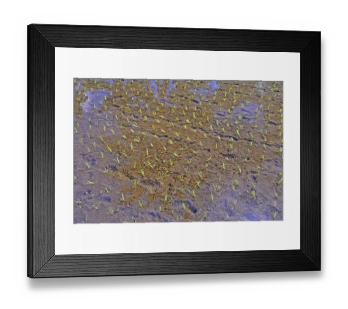 Framed Print : Paddy field, freshly planted rice plants, Bali, Indonesia Framed Print : Paddy field, freshly planted rice plants, Bali, Indonesia