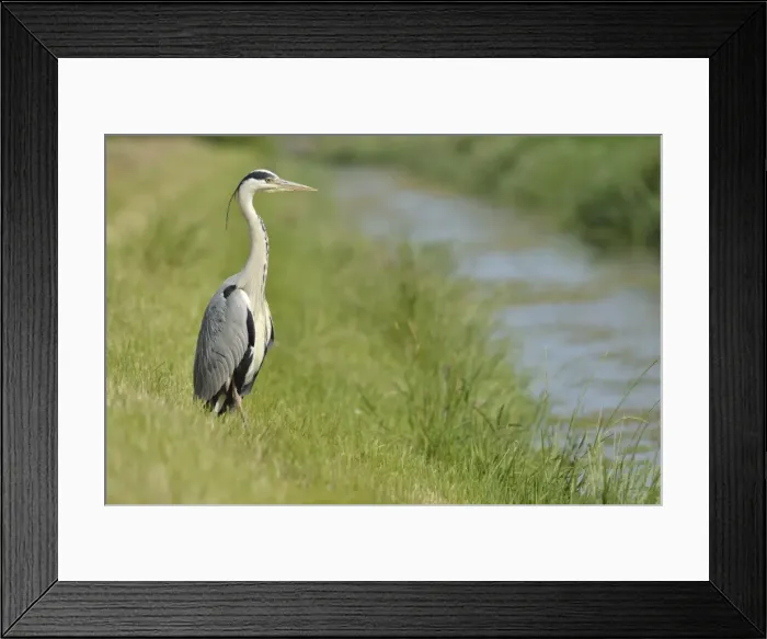 Framed Print : Grey Heron -Ardea cinerea- standing on the banks of a brook, The Netherlands Framed Print : Grey Heron -Ardea cinerea- standing on the banks of a brook, The Netherlands