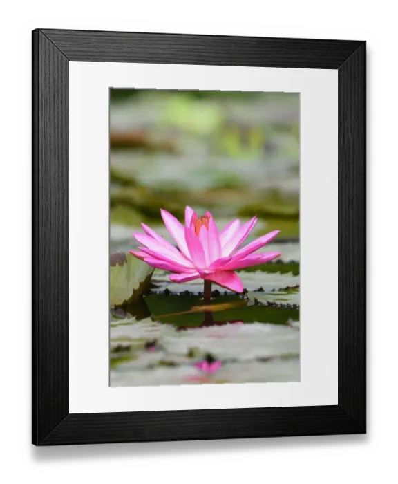 Framed Print : Water Lily -Nymphaea-, Baden-Wurttemberg, Germany Framed Print : Water Lily -Nymphaea-, Baden-Wurttemberg, Germany