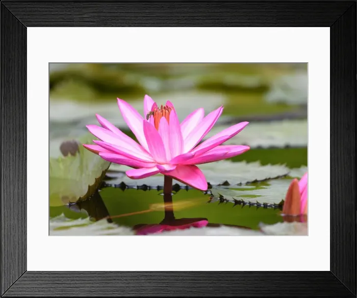 Framed Print : Water Lily -Nymphaea-, Baden-Wurttemberg, Germany Framed Print : Water Lily -Nymphaea-, Baden-Wurttemberg, Germany