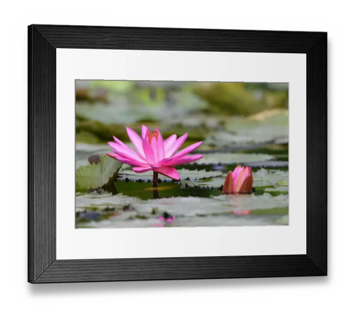 Framed Print : Water Lily -Nymphaea-, Baden-Wurttemberg, Germany Framed Print : Water Lily -Nymphaea-, Baden-Wurttemberg, Germany
