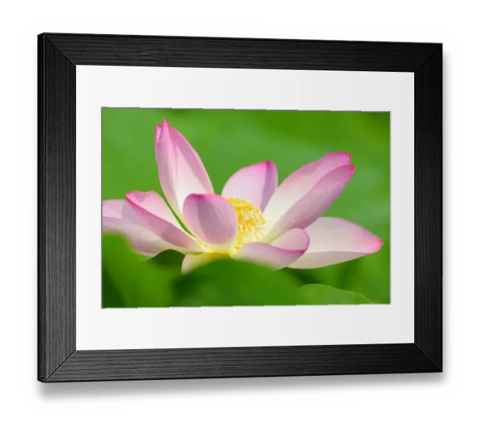 Framed Print : Pink Lotus flower -Nelumbo nucifera-, Baden-Wurttemberg, Germany Framed Print : Pink Lotus flower -Nelumbo nucifera-, Baden-Wurttemberg, Germany