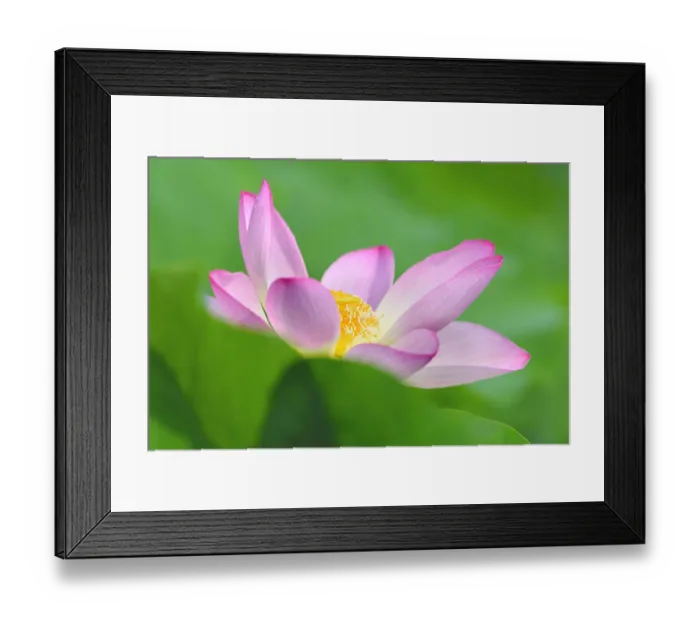 Framed Print : Pink Lotus flower -Nelumbo nucifera-, Baden-Wurttemberg, Germany Framed Print : Pink Lotus flower -Nelumbo nucifera-, Baden-Wurttemberg, Germany