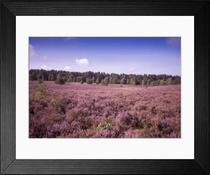 Framed Print : Landscape with flowering Heather -Calluna vulgaris-, heath blooming season, Luneburg Heath Nature Park, near Schneverdingen, Lower Saxony, Germany Framed Print : Landscape with flowering Heather -Calluna vulgaris-, heath blooming season, Luneburg Heath Nature Park, near Schneverdingen, Lower Saxony, Germany