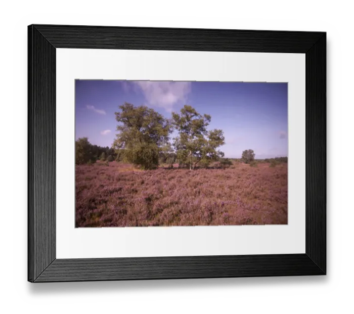 Framed Print : Landscape with flowering Heather -Calluna vulgaris-, heath blooming season, Luneburg Heath Nature Park, near Schneverdingen, Lower Saxony, Germany Framed Print : Landscape with flowering Heather -Calluna vulgaris-, heath blooming season, Luneburg Heath Nature Park, near Schneverdingen, Lower Saxony, Germany