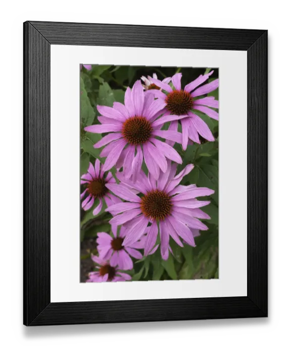 Framed Print : Purple Coneflower -Echinacea purpurea-, flowers, Germany Framed Print : Purple Coneflower -Echinacea purpurea-, flowers, Germany
