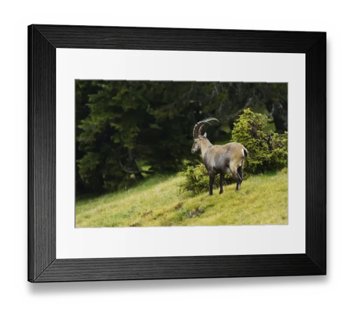 Framed Print : Alpine ibex -Capra ibex-, Bernese Oberland, Switzerland Framed Print : Alpine ibex -Capra ibex-, Bernese Oberland, Switzerland