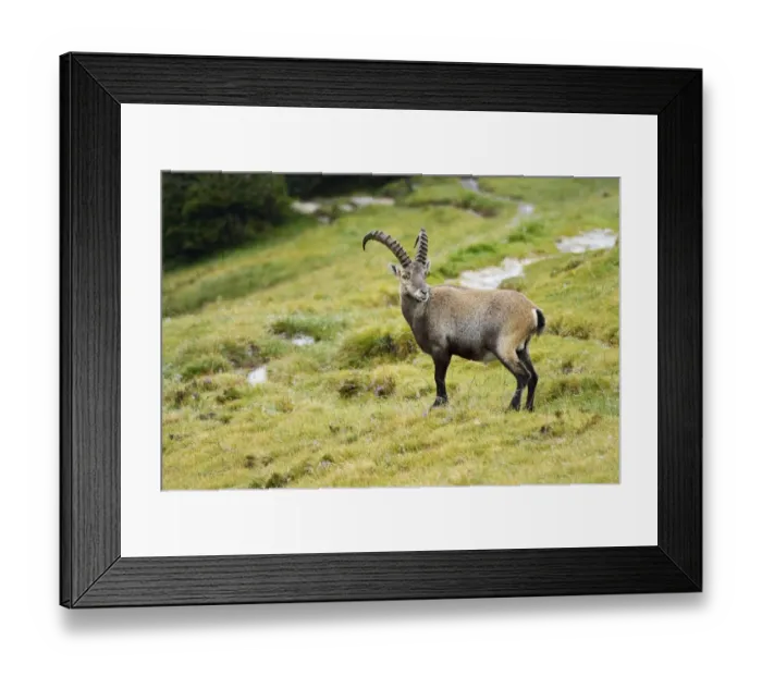 Framed Print : Alpine ibex -Capra ibex-, Bernese Oberland, Switzerland Framed Print : Alpine ibex -Capra ibex-, Bernese Oberland, Switzerland